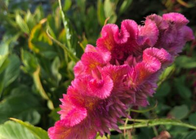 Celosia Coral Flowers