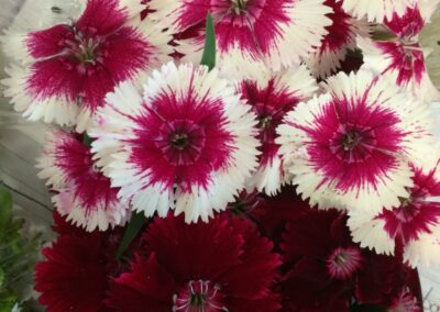 Dianthus, Carnations, Pinks (Dianthus)