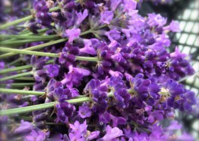 Lavender (Lavender Augustifolia)